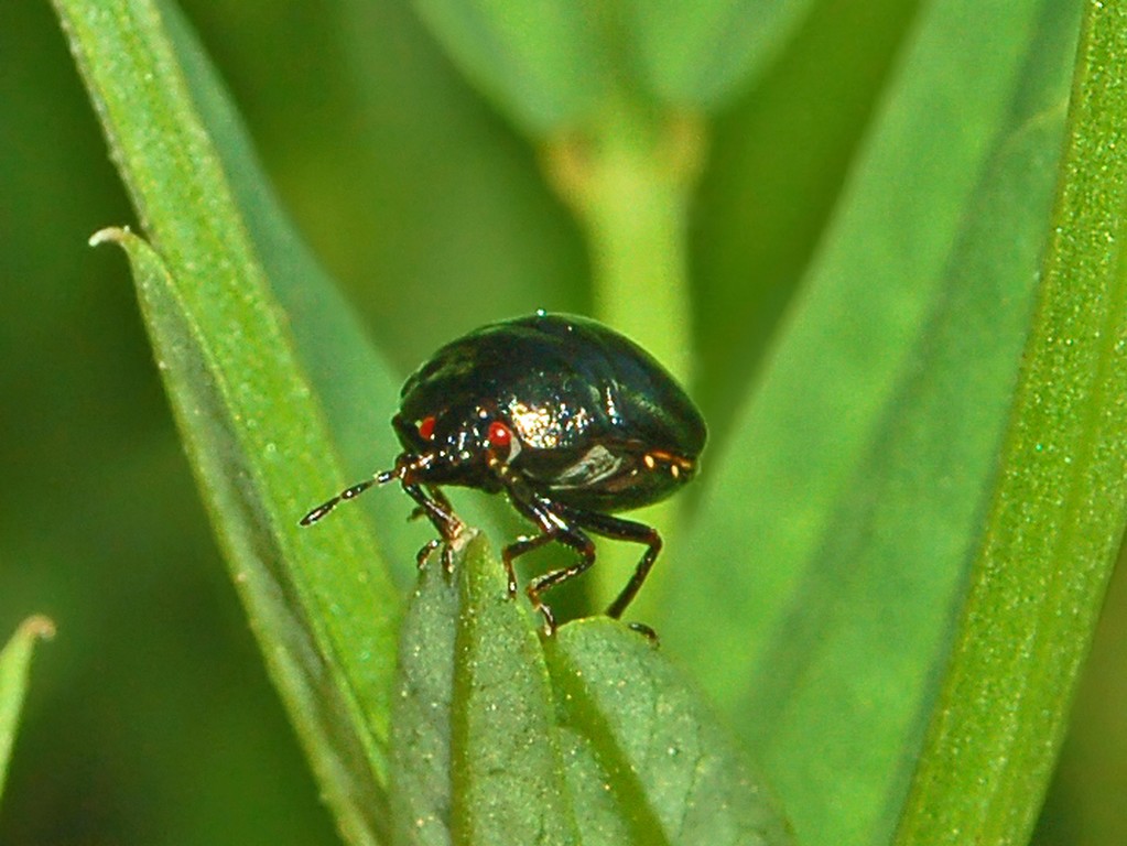 Coptosoma scutellatum